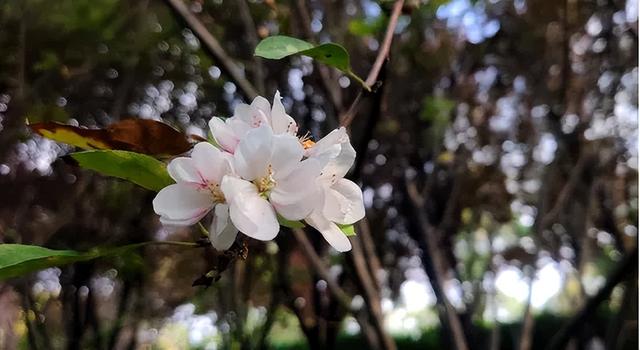 鹿泉：夏日雨后，公园里藏不住的花语