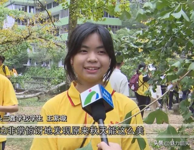 广东韶关南雄帽子峰银杏黄了！银杏染秋“圈粉”大湾区