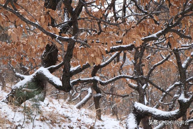 随手拍：打卡雪后的烟台“竹林路”