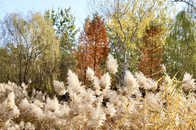 莲花池公园满目鎏金，这个周末等您来赏→