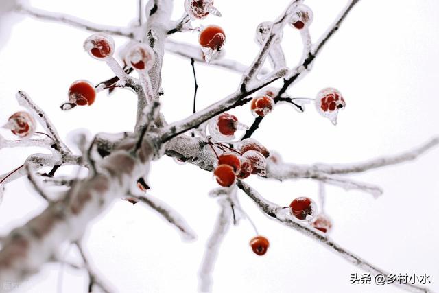 “春节冷不冷，就看冬至”，明日冬至，2026年春节特别冷吗？