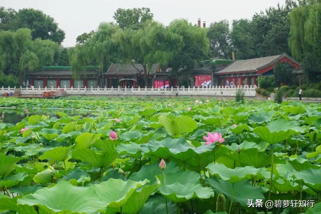 北京什刹海西海湿地公园：人少景美的赏荷胜地，还有一座美术馆