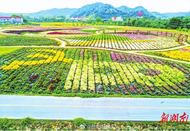 举办庖牛宴的临湘全貌