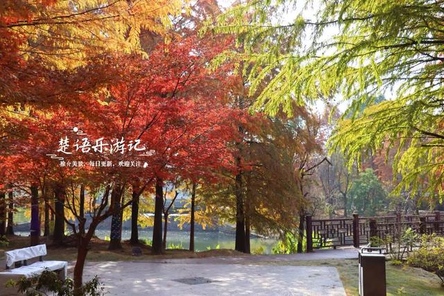 浙江宁波这个森林公园又火了，银杏林成为打卡胜地，水杉林更美丽