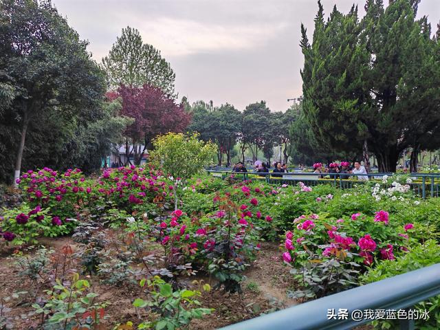 逛菏泽天香公园，这里牡丹很吸引游客，关键是二十四小时免费参观