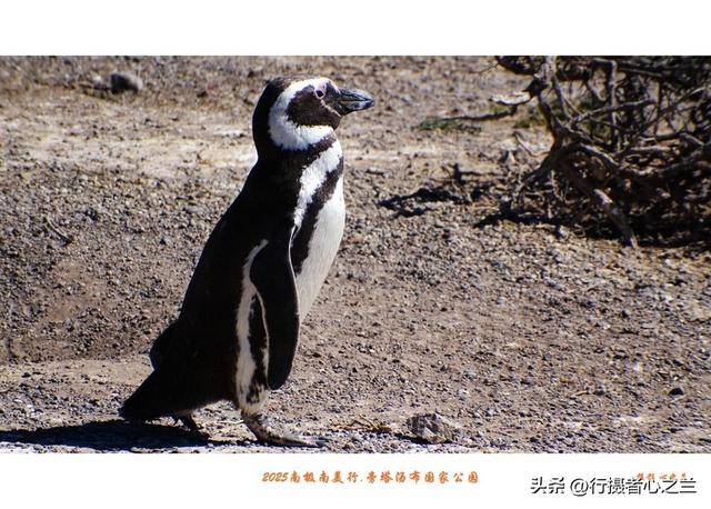 南极南美三国行游影记（77）—阿根廷旁塔汤布国家公园（四）