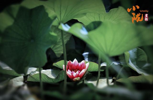 【小陇画报·411期】永靖：太极岛荷花盛开 一池诗意等您来