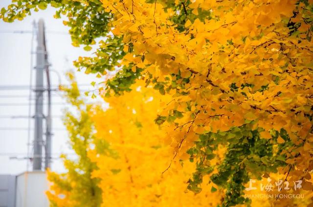 又到落叶季！错过等一年~