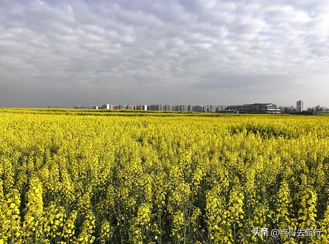 成都城区最大的油菜花田，2000亩铺天盖地般壮美，视觉非常震撼！