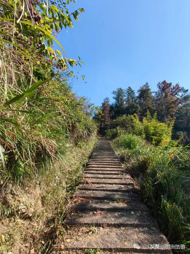 温州这两条知名红枫古道已经红啦！周末是最佳观赏期，不要错过！