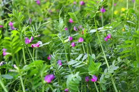 野豌豆，农村常见野草，老人称解毒草，有4大妙用，认识是宝图片