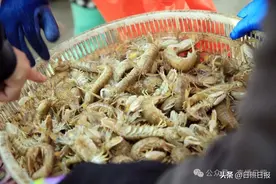 新鲜！满籽！日照这些海鲜休渔前赶紧吃！价格也便宜了图片