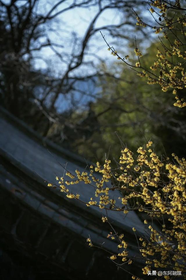 山东的第一波蜡梅开啦！快来邂逅这份冬日限定的浪漫