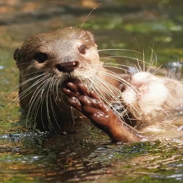 报名了！红山动物园3.5万张免费门票