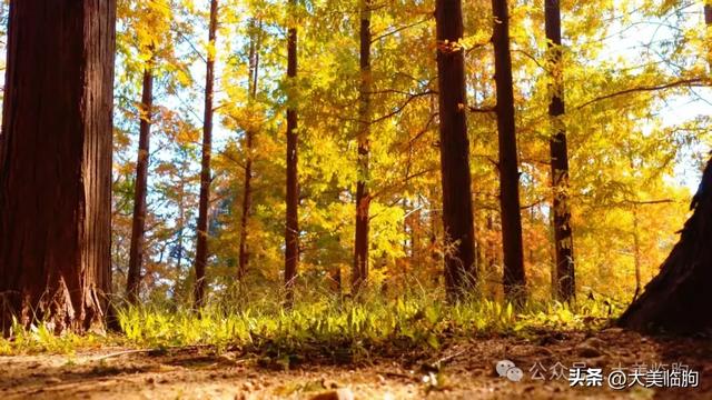 初冬,山东临朐嵩山水杉林太美了!