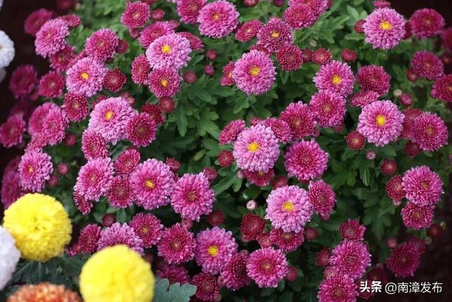 送20张门票！南漳第三届金秋菊花展今天开幕