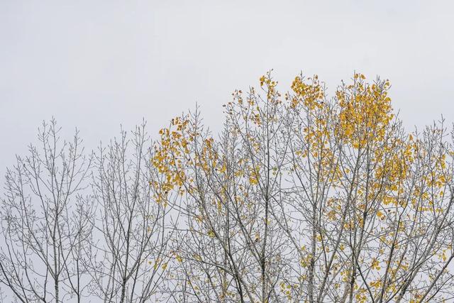 成县晚秋，是藏在秦岭南麓的色彩诗行