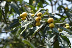 甜蜜来袭！苏州东山白沙枇杷周末开采图片