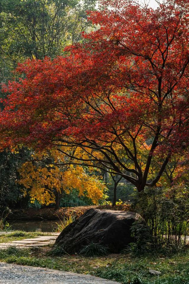 此刻，随手拍洛阳，美景如画！