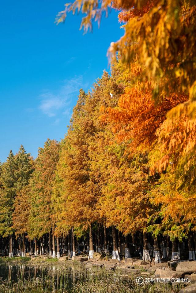 最近林子里长满了苏州人
