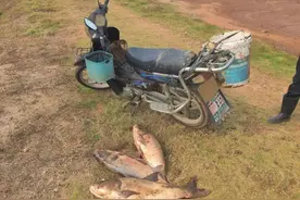 两男子在水库“摸鱼”上百斤，还让前来制止的村干部不要多管闲事，现已被行拘图片