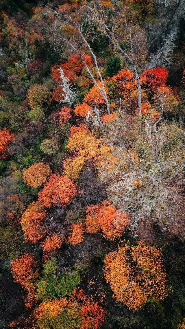 中国彩林第一县！黑水的美镜头不足以描绘！