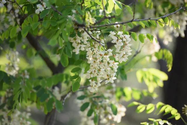 【中国旅游日文旅嘉年华】2025鲁山槐花节自驾季启幕！