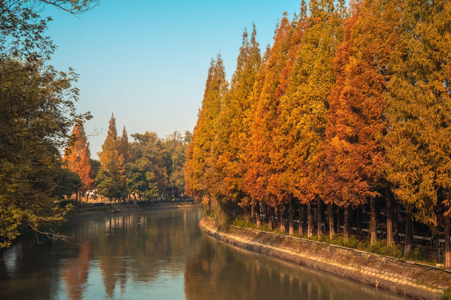 快收藏！成都秋天唯一想去N次的公园，小众超出片，就在郫都区！
