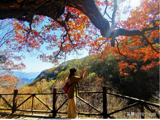 层林浸染，江山如画！石家庄五岳寨迎来秋季最佳观赏期