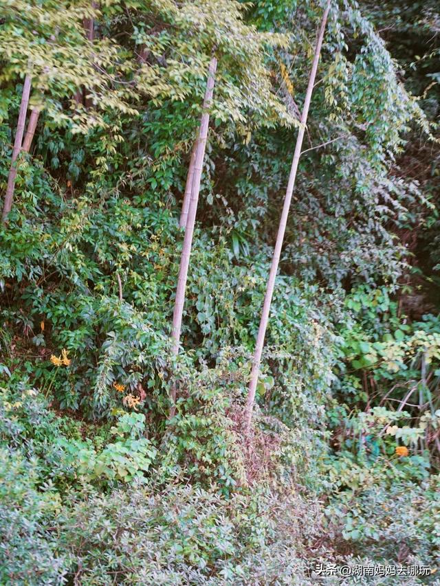 风景赛桂林！免费玩水溯溪，湖南初秋遛娃“天花板”在这里