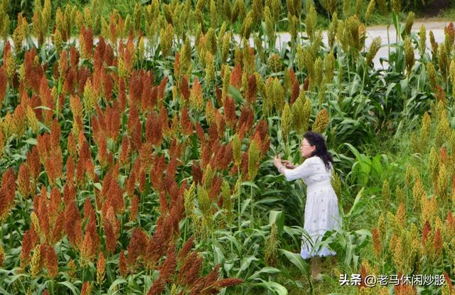 五方村的高粱红了，正是拍照打卡时