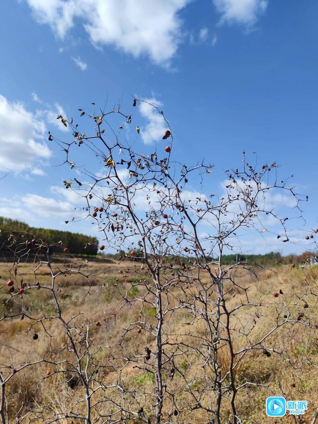 潍坊白浪河畔秋韵浓