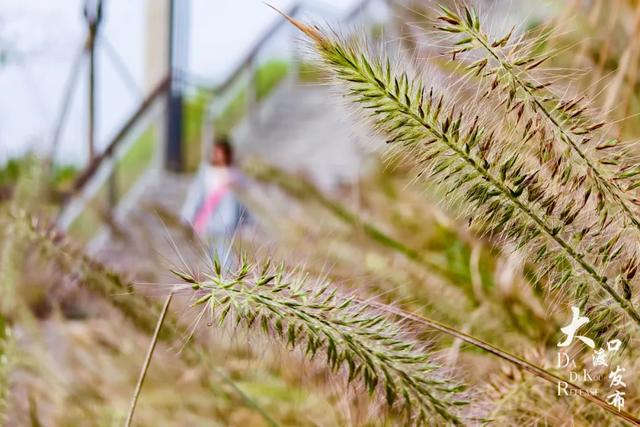 不用跑远,大渡口这个公园每一处都出大片🤩