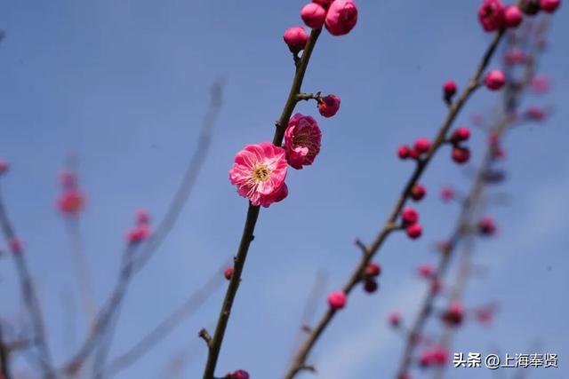快看！奉城惊现罕见景致→