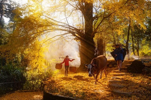 “最怕十月初一是晴天”	，今天十月初一，晴天有什么可怕的？