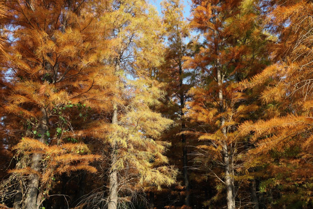 含“金”量还在上升！速冲→