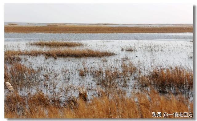 深秋时节，走进长春农安的波罗湖湿地