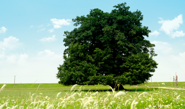 秋风送爽露营忙，三水五大露营宝地解锁自然之趣