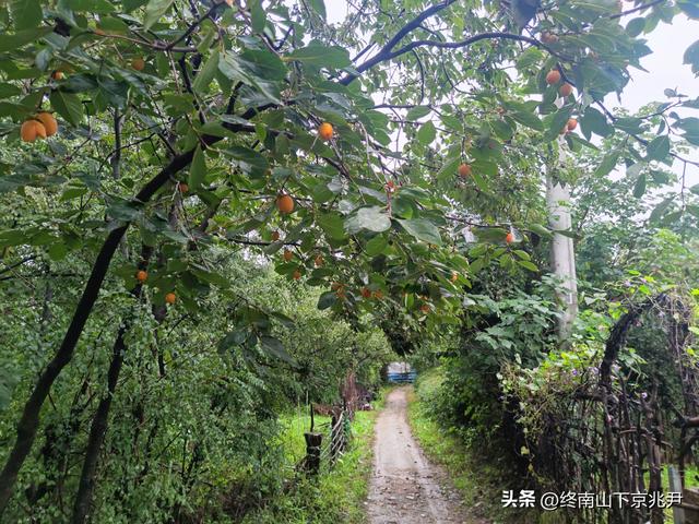秋霖初霁，清晨骑行入城上班感怀