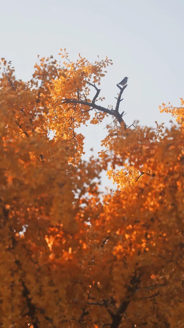 日照深秋“顶流”已就位！这组上新的“屏保”，绝美！