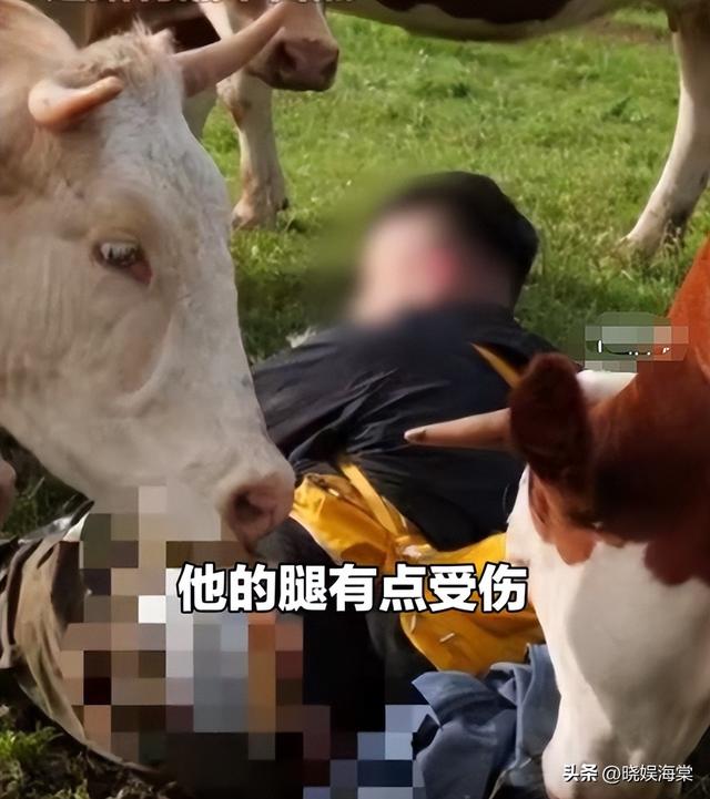 五台山游客被牛顶后：队友爆料，故意让狗挑逗小牛，当事人发声
