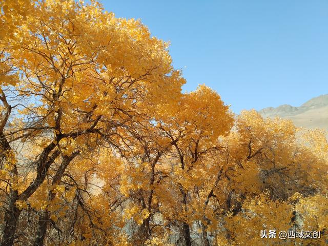 散文写人生｜我爱多坝沟的胡杨 文图/张耀宇