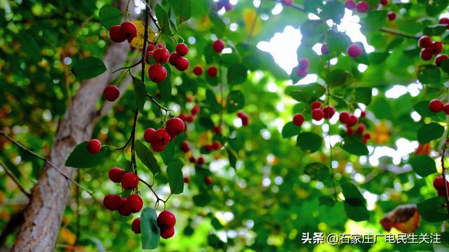 秋色烂漫，果趣正浓民防公园的“秋日小精灵”上线啦