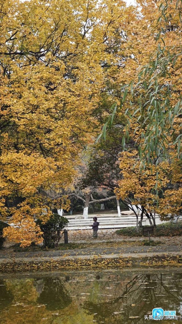 “落叶缓扫”，潍坊为你留住一份诗意