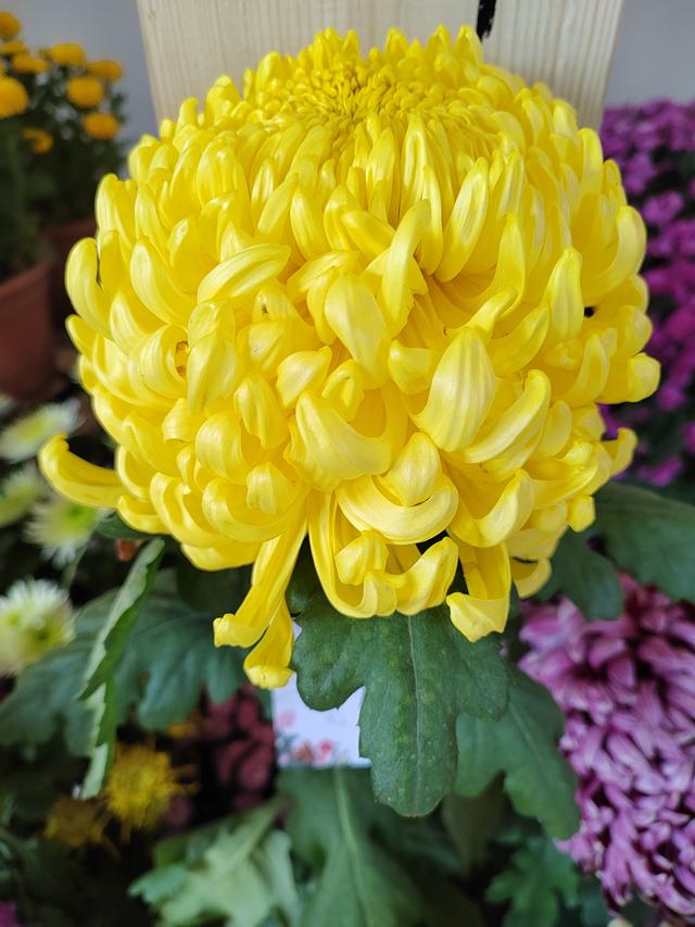 甘州府城菊花飘香