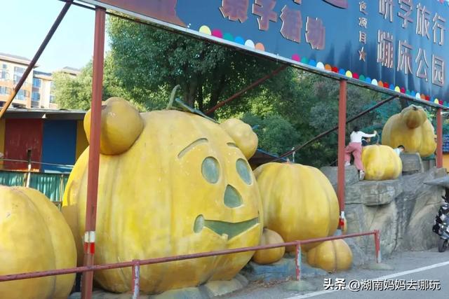 藏不住了!望城这片小众银杏秘境已到最佳观赏期,还能露营、骑行、摘果子