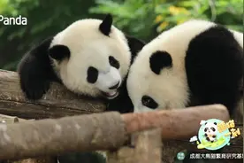 大熊猫说起悄悄话 “你想不想跟我天下第一最最好！”图片