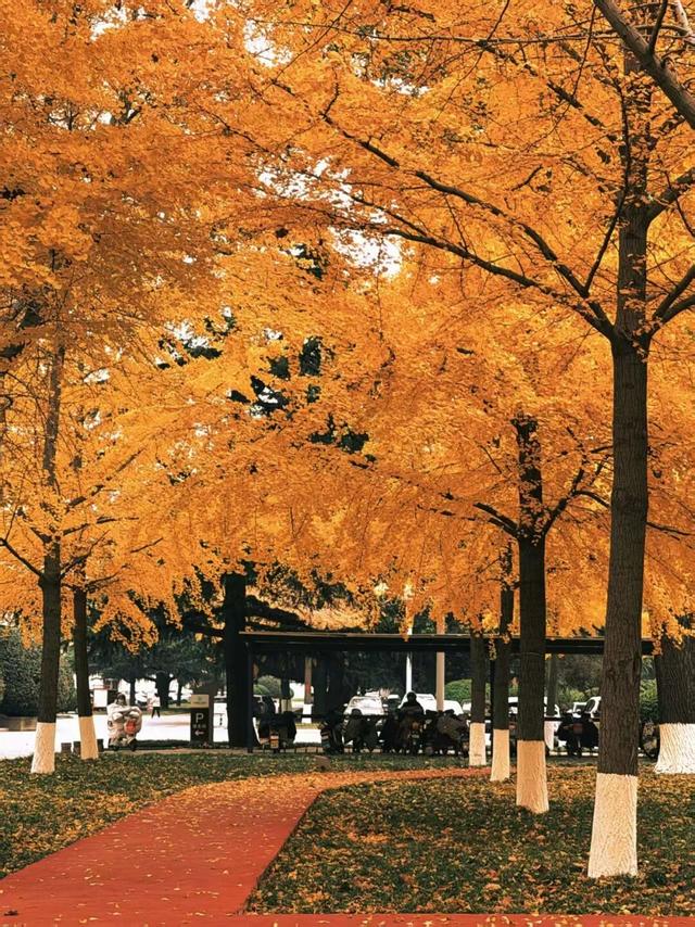 肥城秋冬的童话，收到了吗～满满诗意，满满爱！