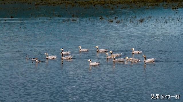 青海布哈河湿地：青海湖的母亲河