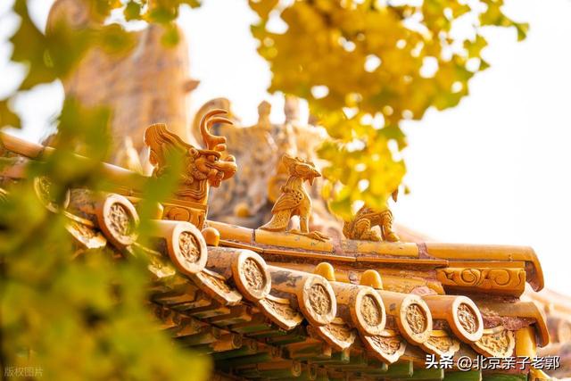 北京秋日Citywalk全攻略｜本周银杏黄金路线追秋指南